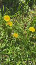 Load and play video in Gallery viewer, Musubee Dandelion Sticker

